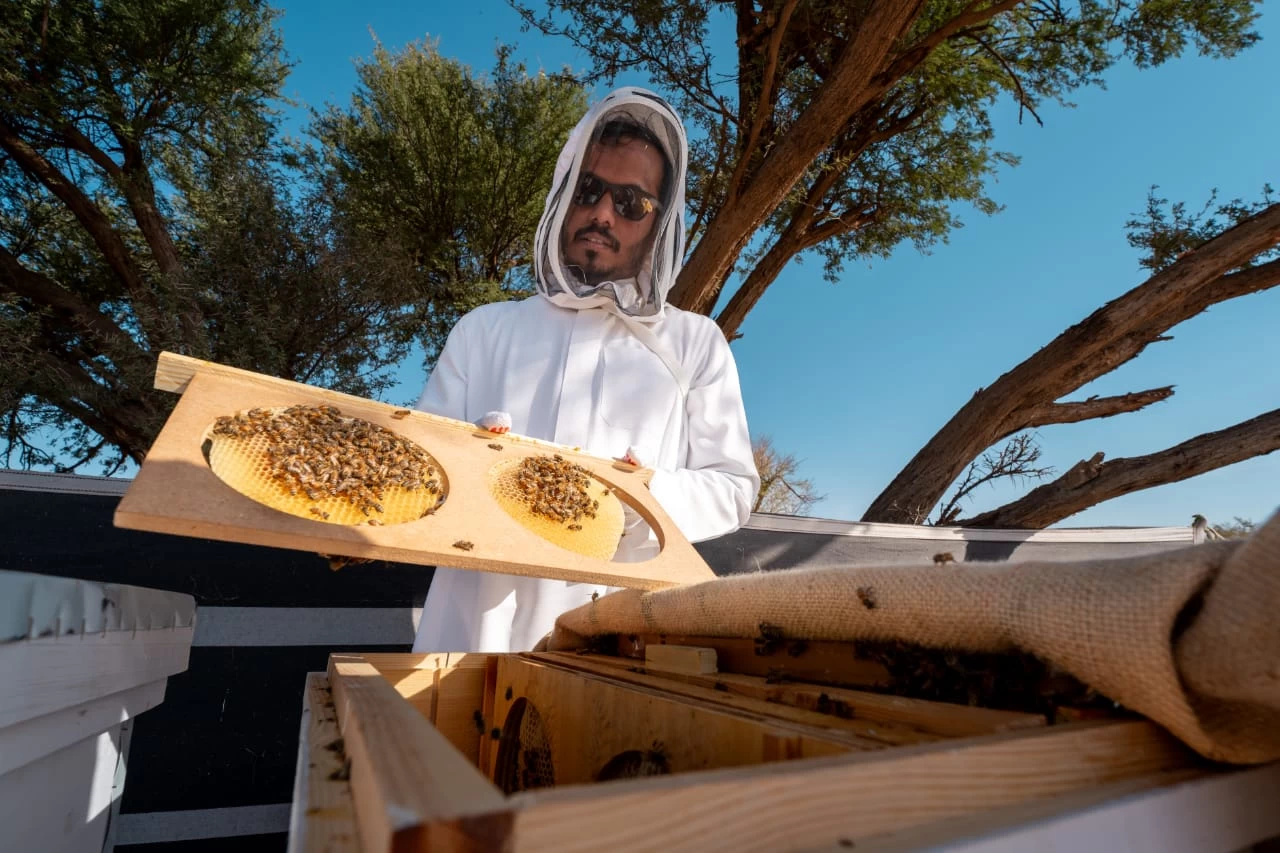 (25) ألف خلية بموسم النحالين في محمية الإمام تركي بن عبدالله الملكية