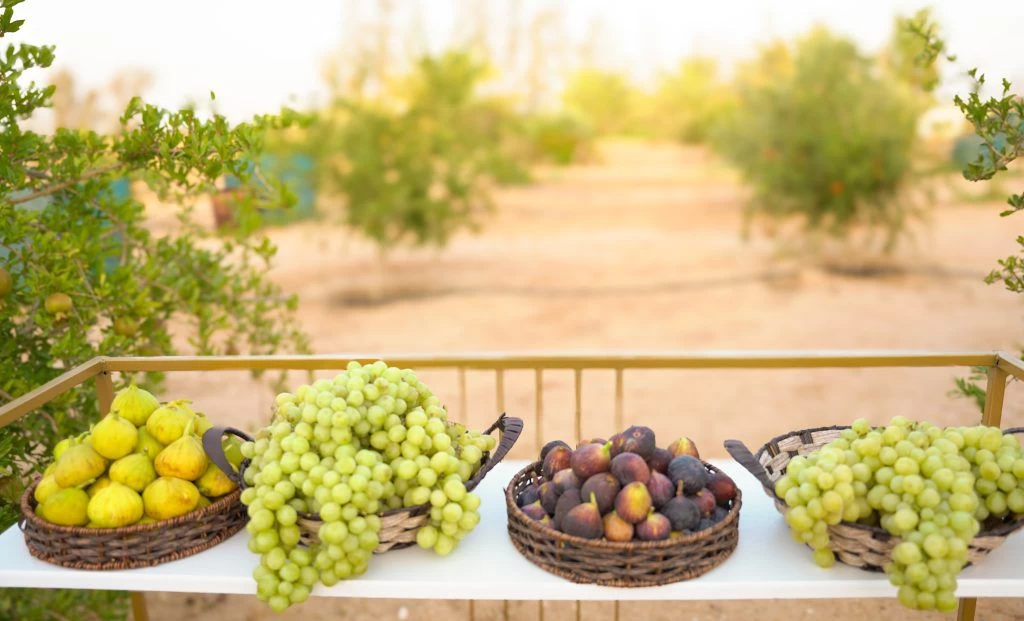 أكثر من 20 طن فواكه تدخل معرض مهرجان الفاكهة بطبرجل حتى يومه الثالث بطبرجل .