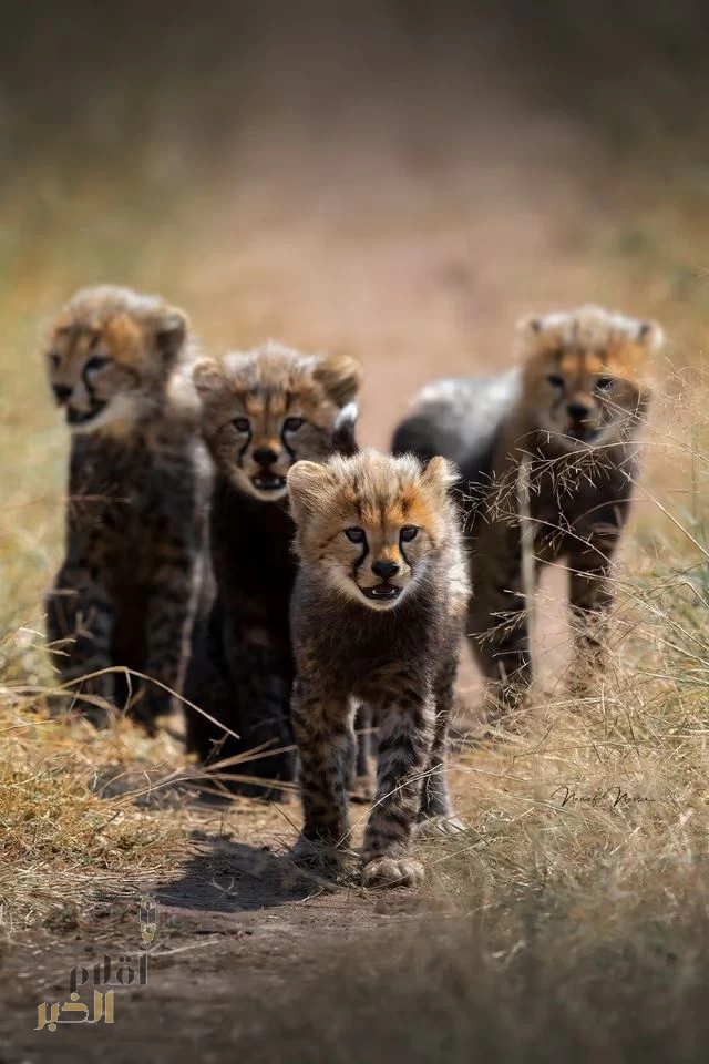 فهود المملكة تتصدر قصص النجاح العالمية على صفحات مجلة وايلد لايف بي بي سي العالمية