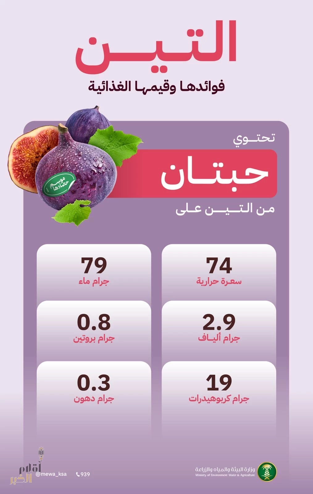 "البيئة": تناول حبتين من فاكهة التين الطازجة يمد الجسم بـ 79 جرامًا من الماء و74 سعرة حرارية والعديد من العناصر الغذائية