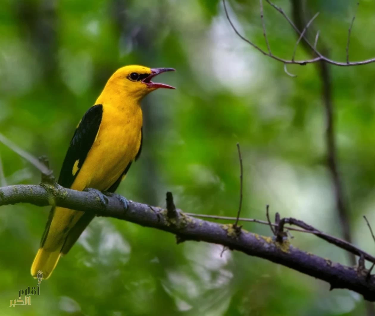 "الحياة الفطرية" تعلن انطلاق موسم الصيد في المملكة لعام 2024م