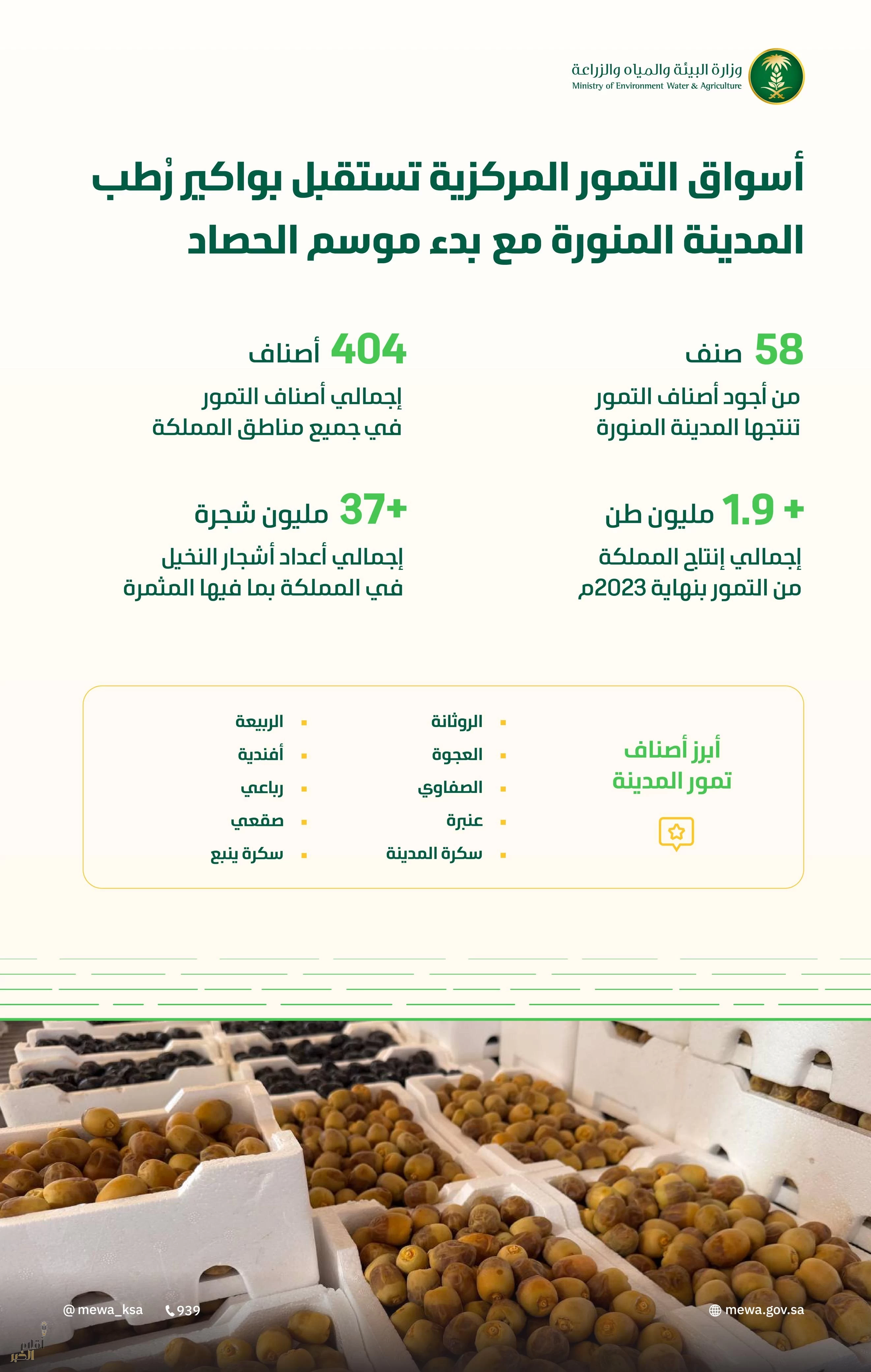 بواكير تمور المدينة المنورة تُنعش أسواق المملكة بأكثر من 58 صنف مع انطلاق موسم الحصاد