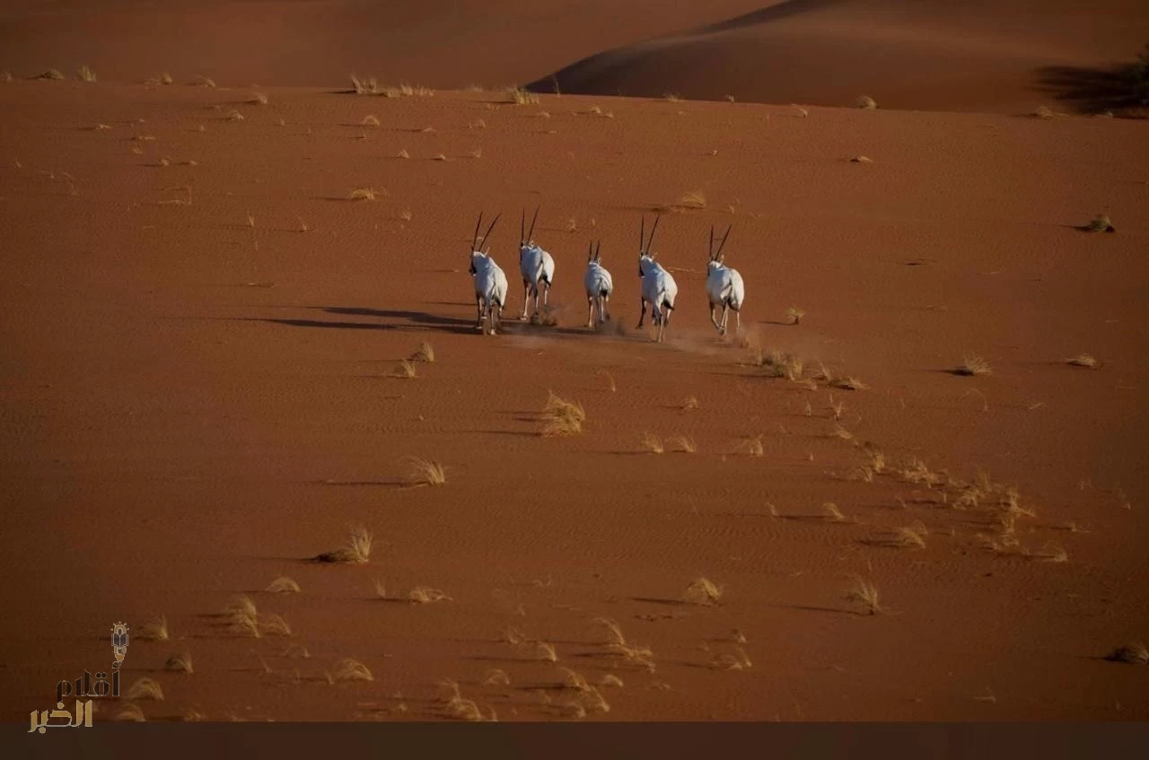 تسجيل محمية عروق بني معارض في القائمة الخضراء للاتحاد الدولي لحمايّة الطبيعة
