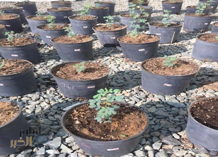 خبير منظمة (الفاو) الوطني ينجح مع باحثان من جامعة الملك عبد العزيز في تحسين إنبات بذور شجرة السمر ومقاومتها للجفاف 