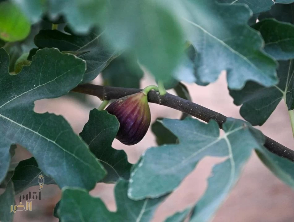 زراعة التين في القصيم.. نموٌّ متسارع يدعم التنوّع الزراعي ويُمهِّد للتصدير