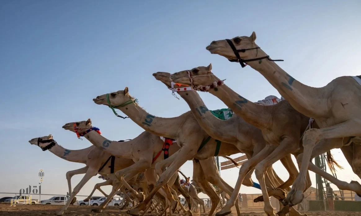 الطائف تستعد لانطلاق مهرجان ولي العهد للهجن