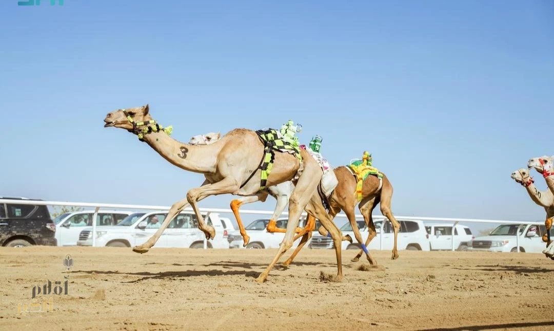 الهجن السعودية تخطف 30 شوطًا في "اللقايا" بمهرجان ولي العهد