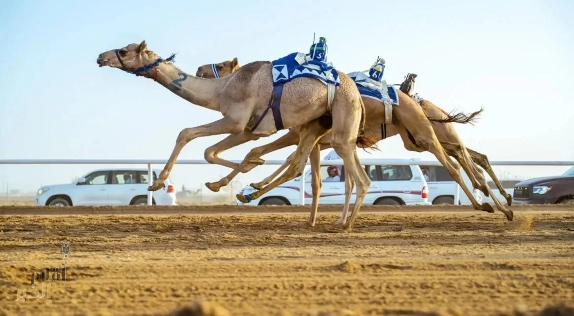 ميدان نجران للهجن يعلن عن نتائج سباقات "الحقايق"