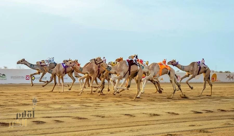 أكثر من 6 ملايين ريال جوائز منافسات "الثنايا" في مهرجان ولي العهد للهجن