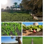 الورقيات.. مصدر زراعي وغذائي متجدد على مدار العام بالقصيم