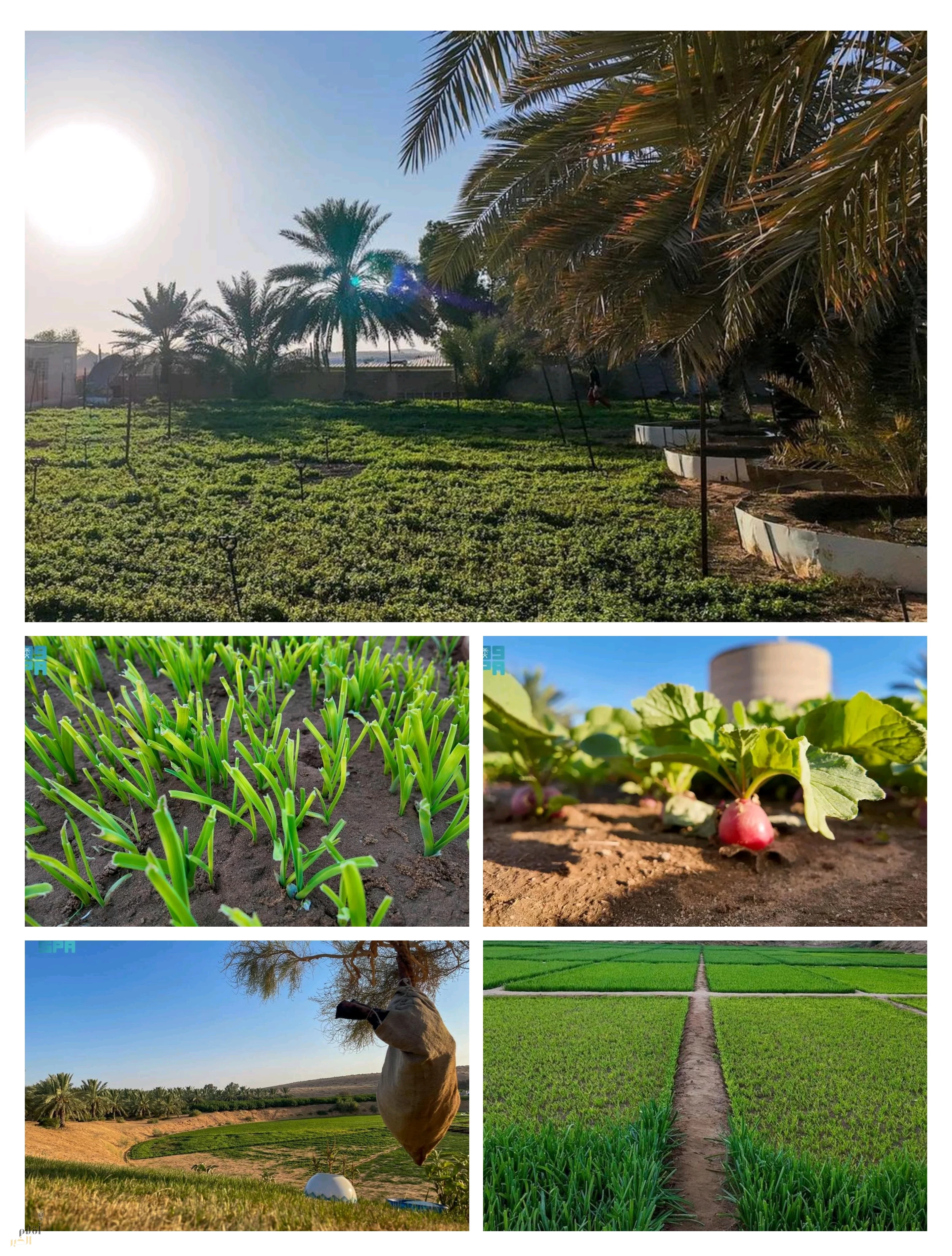 الورقيات.. مصدر زراعي وغذائي متجدد على مدار العام بالقصيم