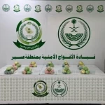 دوريات الأفواج الأمنية بمنطقة عسير تقبض على شخص لترويجه 6كلجم من القات المخدر