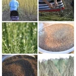 السمسم الجازاني.. إرثٌ زراعيّ يفوح بعبق الأصالة وثراء الأرض