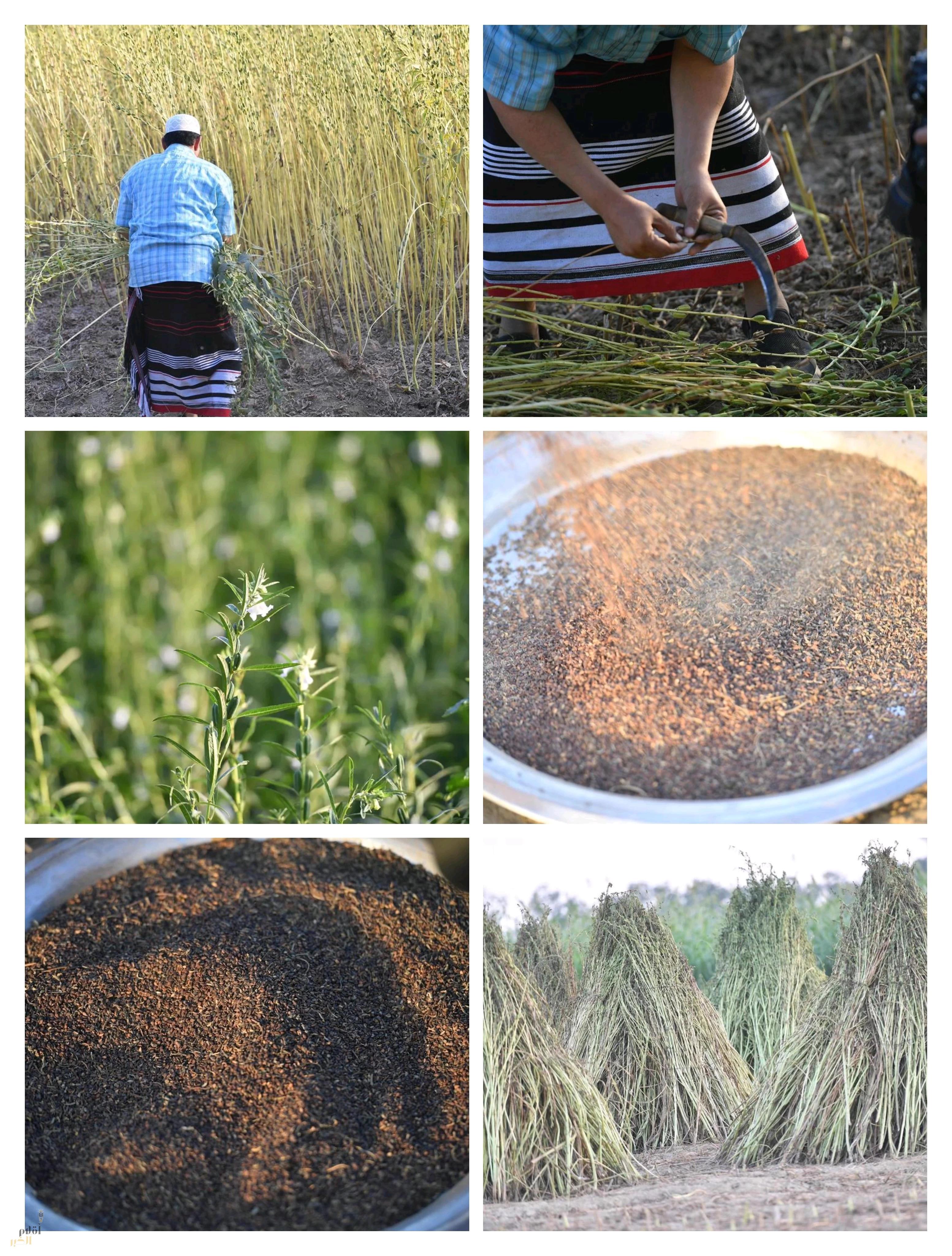 السمسم الجازاني.. إرثٌ زراعيّ يفوح بعبق الأصالة وثراء الأرض