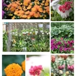 المشاتل الزراعية بجازان.. رحلة سياحية بين الطبيعة الساحرة والمعرفة