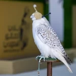 كأس نادي الصقور 2025.. يُمهِّد الطريق لمشاركة الصقارين في مهرجان الملك عبدالعزيز