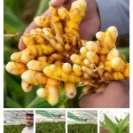 نجاح زراعة الكركم في تبوك .. إضافة للإنتاج الزراعي في المنطقة