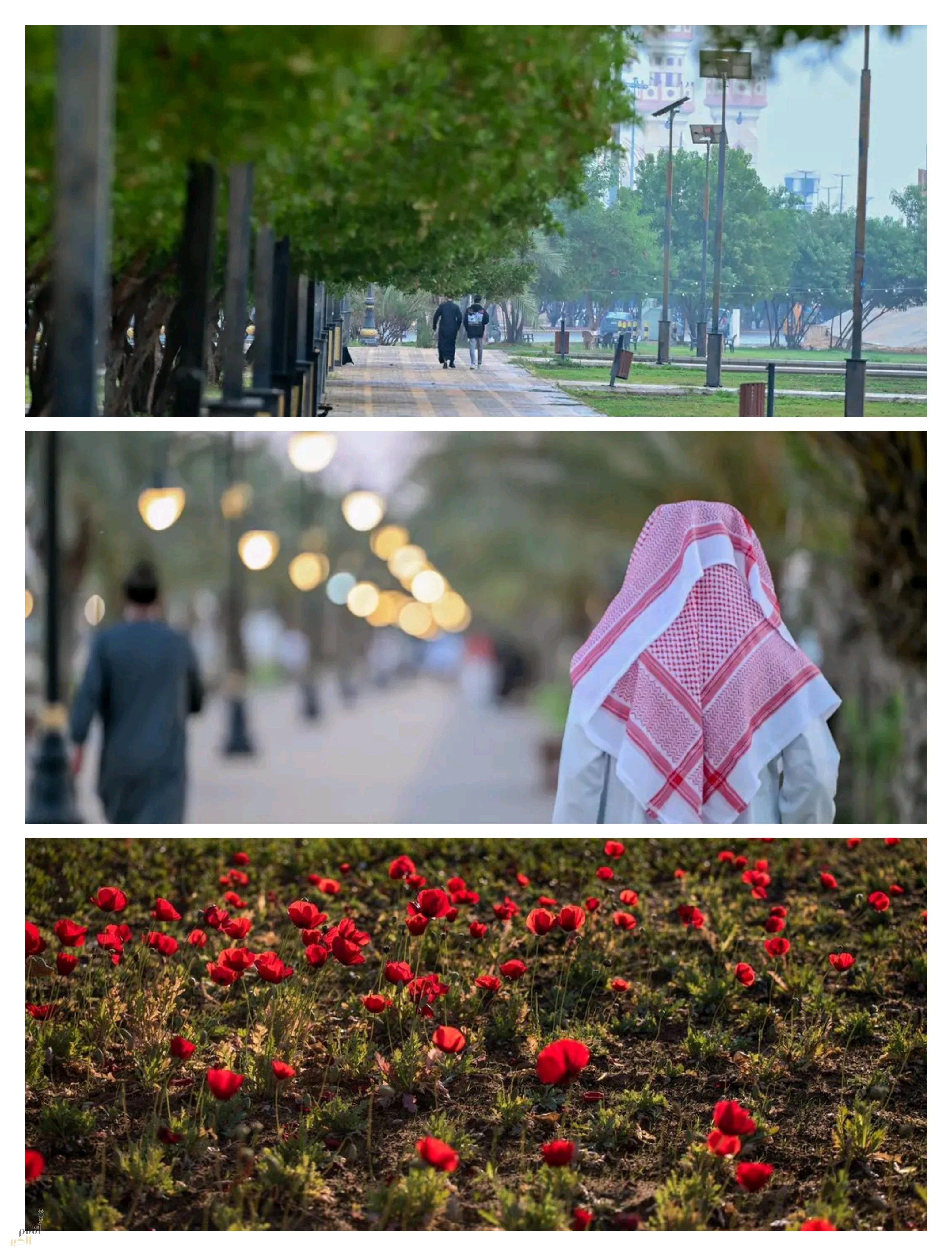 أمانة الحدود الشمالية تزرع أكثر من نصف مليون وردة تجميلية في ميادين وحدائق عرعر