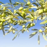 ارتفاع إنتاج المملكة إلى 351.6 ألف طن والجوف تحتضن نحو 18 مليون شجرة