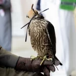 إقبال لافت على توثيق ملكية الصقور في منافسات كأس نادي الصقور 2025 بالخبر