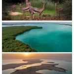 إدراج جزر فرسان في اتفاقية "رامسار"