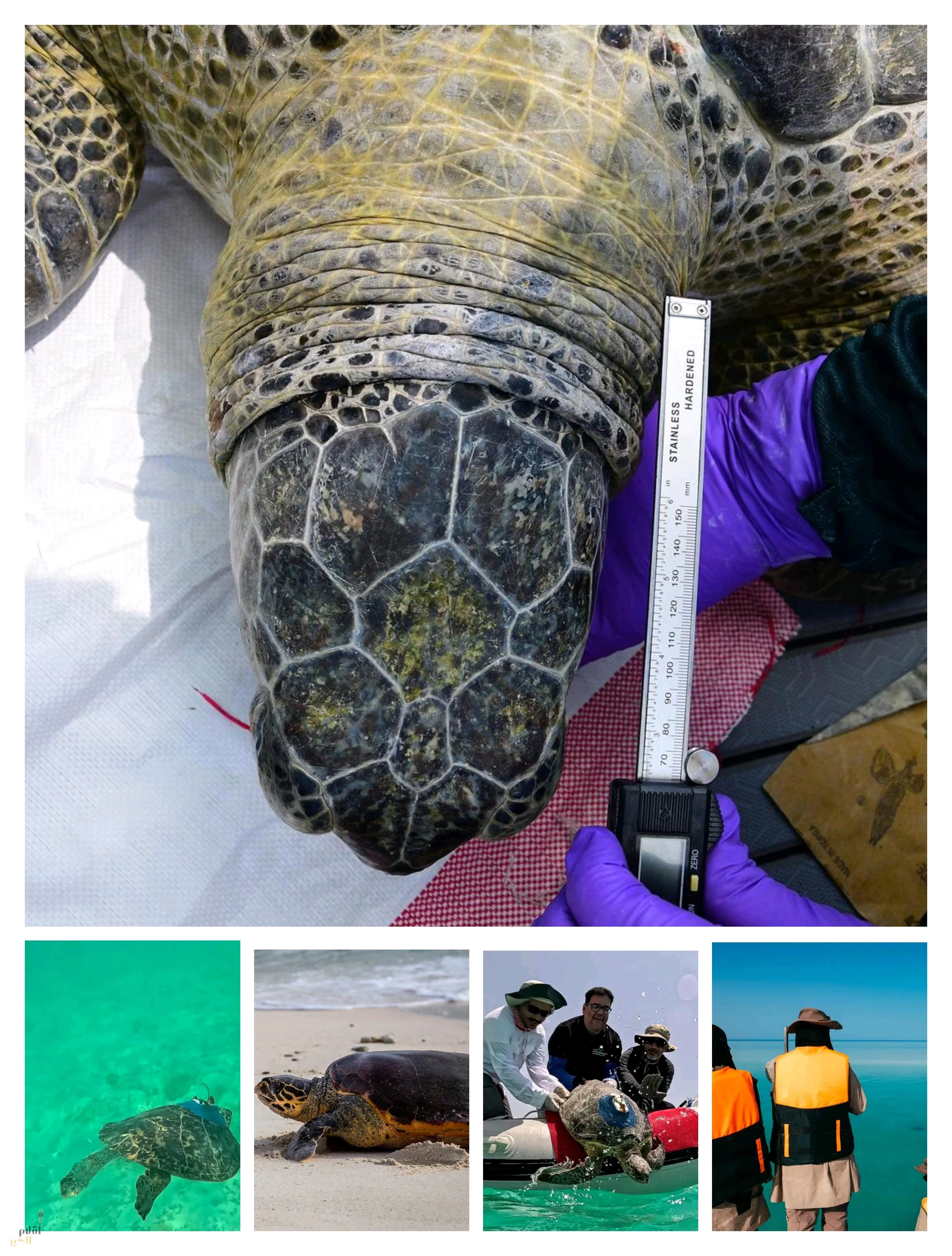 محمية الأمير محمد بن سلمان الملكية تُطلق برنامج التتبع المباشر لحركة السلاحف عبر الأقمار الصناعية