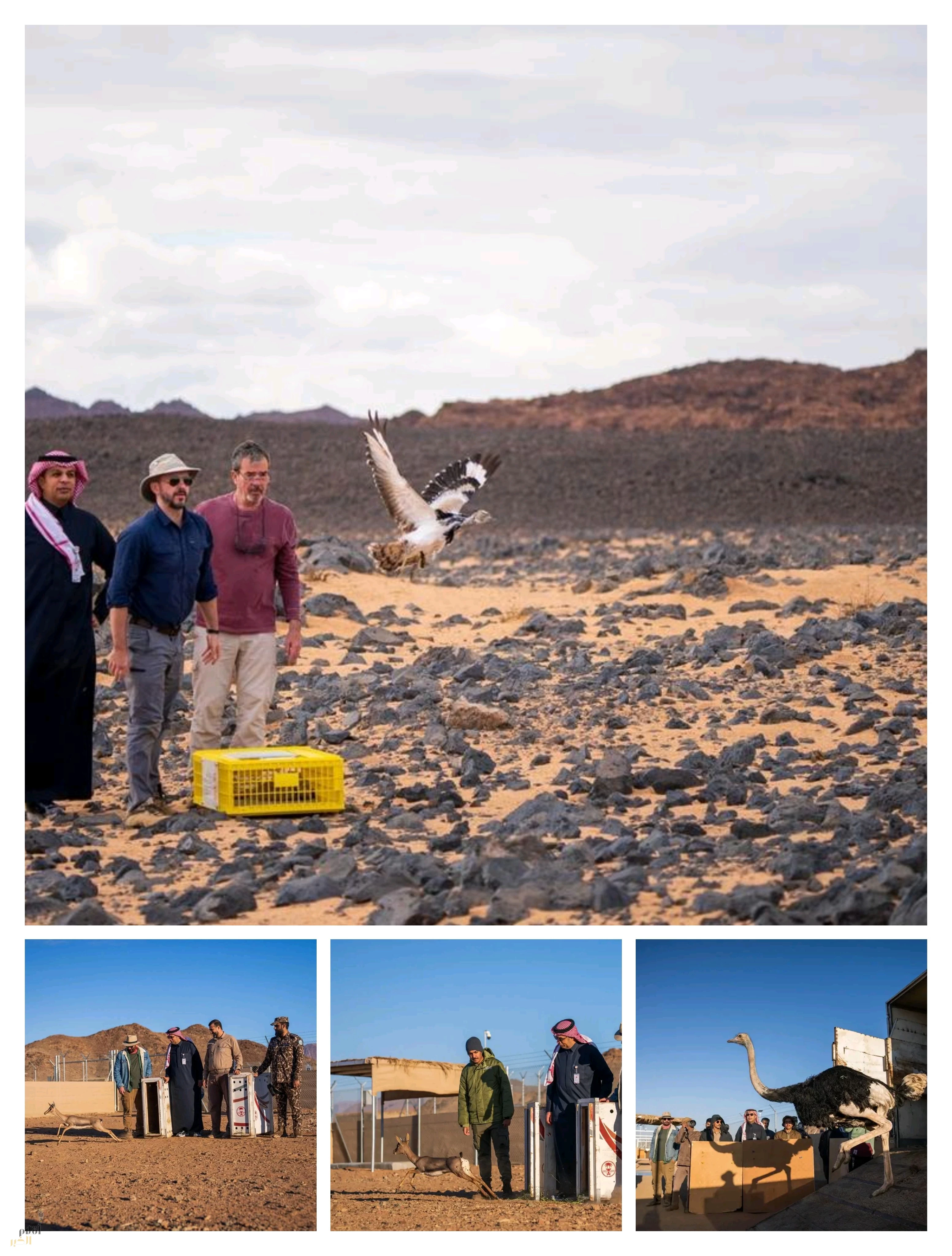 مركز الحياة الفطرية يطلق 35 كائنًا فطريًّا بمحمية الأمير محمد بن سلمان الملكية