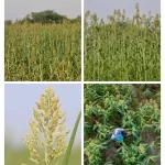 لغة الحقول في خريف جازان.. ذاكرةُ المزارعين وحكاياتُ القرى