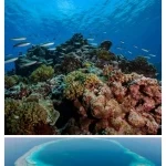 مركز الحياة الفطرية يطوّر منظومة التشغيل والحوكمة في محميتي الثقوب الزرقاء ورأس حاطبة