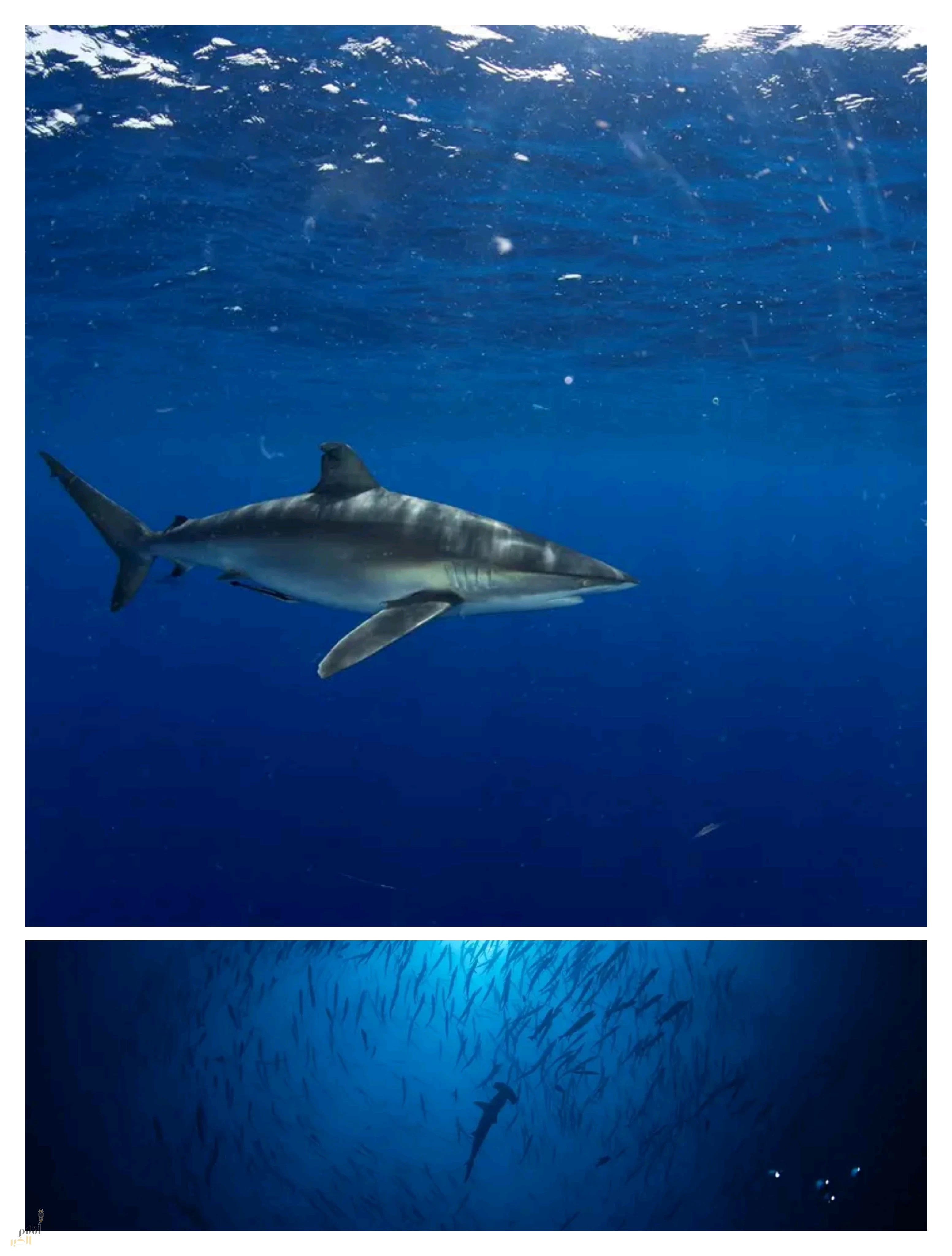 مركز الحياة الفطرية يُصدر أول ترخيص لتجربة "الغوص مع أسماك القرش" في محمية رأس حاطبة