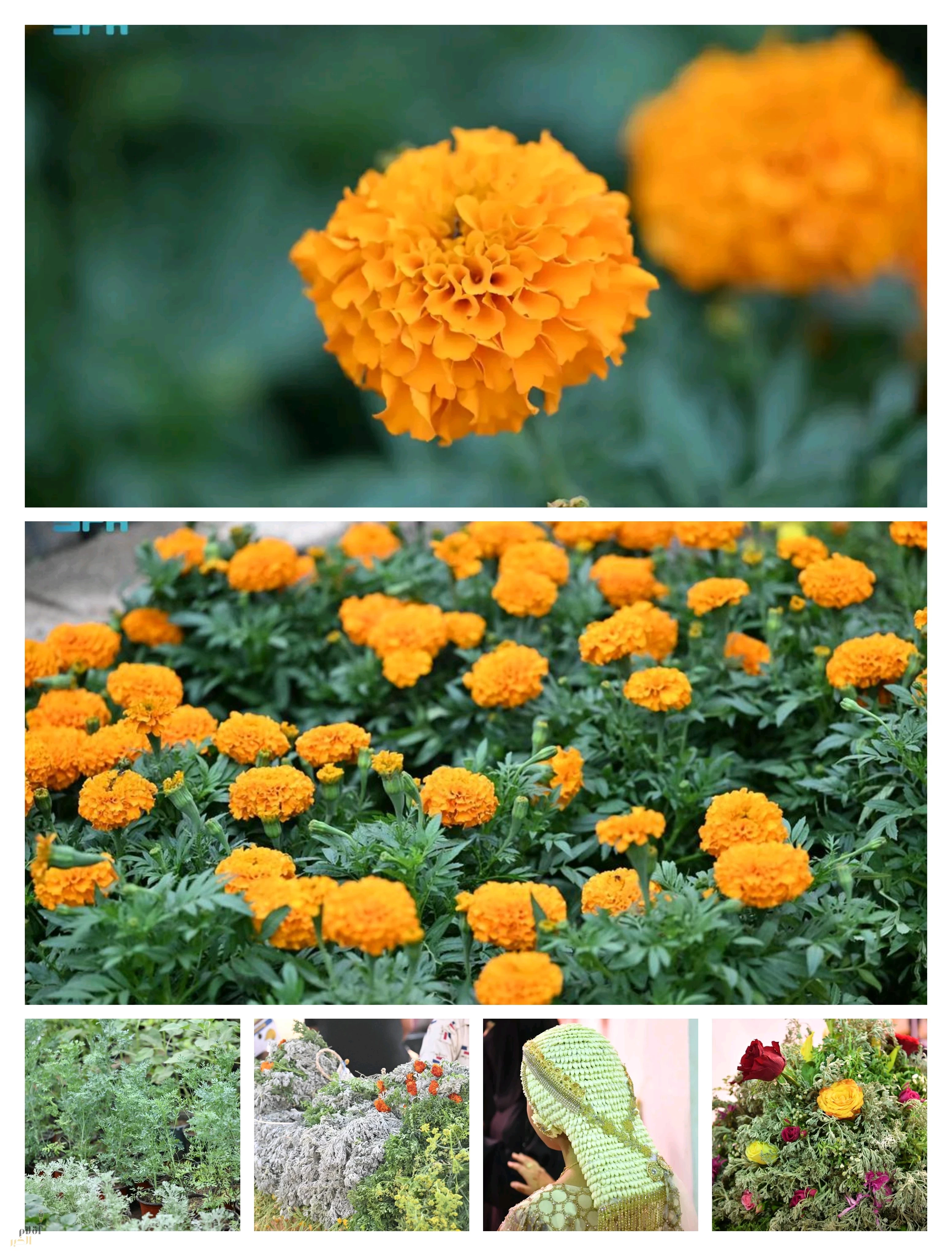 الأعشاب العطرية.. زينة الرأس وعبير التراث في جازان