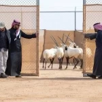 إطلاق أكثر من 60 كائنًا فطريًا في محمية الملك خالد الملكية