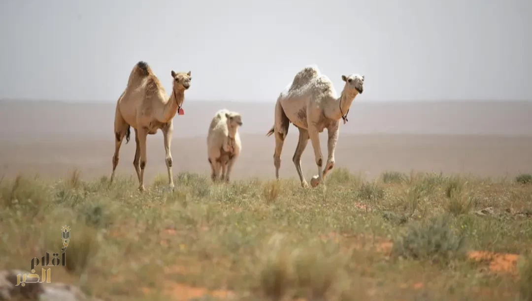 هيئة تطوير محمية الإمام تركي بن عبدالله الملكية تحدد موعد انتهاء برنامج الرعي الموسمي