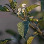 "عنب الذئب" يزهر في الحدود الشمالية ضمن الغطاء النباتي الموسمي