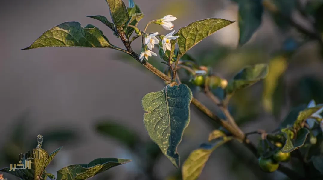 "عنب الذئب" يزهر في الحدود الشمالية ضمن الغطاء النباتي الموسمي