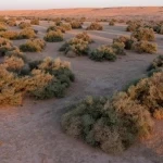 الغطاء النباتي" يعمل على تأهيل 4.7 ملايين هكتار من أراضي الفياض والرياض لتعزيز استدامتها