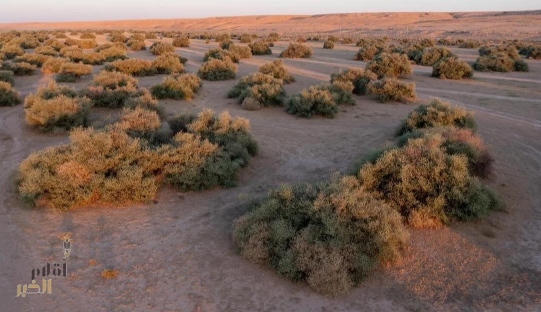 الغطاء النباتي" يعمل على تأهيل 4.7 ملايين هكتار من أراضي الفياض والرياض لتعزيز استدامتها