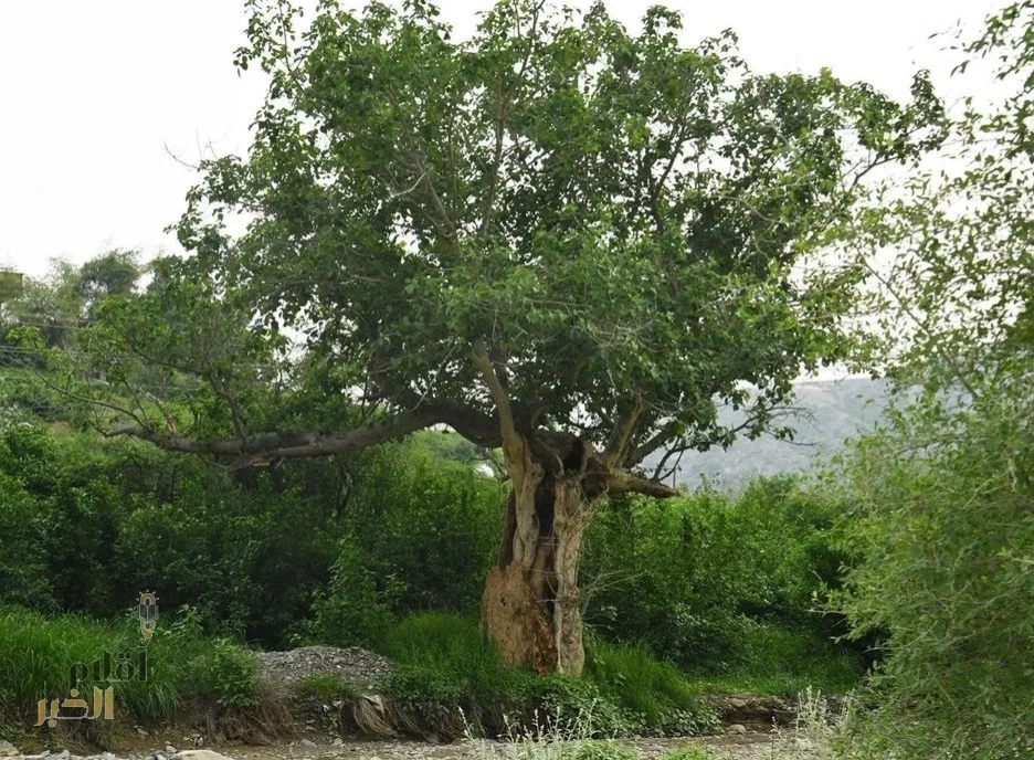 البرنامج الوطني للتشجير يحدد أكثر من 165 نوعًا من النباتات الملائمة للتشجير في عسير