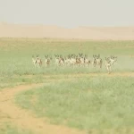 مركز الحياة الفطرية يشارك في اليوم الخليجي للحياة الفطرية 2025