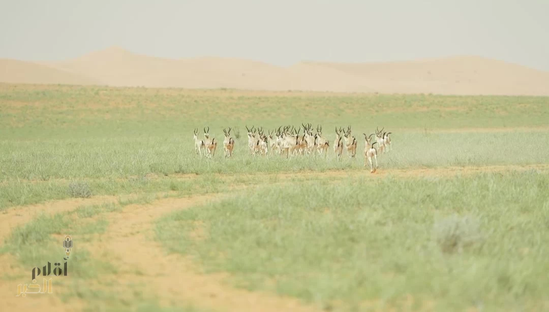 مركز الحياة الفطرية يشارك في اليوم الخليجي للحياة الفطرية 2025