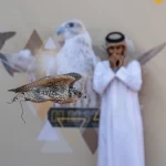 ختام منافسات الملاك الدوليين بمهرجان الملك عبدالعزيز للصقور 2025