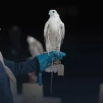 "مزايين الصقور " تختتم ثاني أيامها ب3 أشواط في مهرجان الملك عبد العزيز للصقور 2025