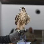 تتويج 12 صقار من نخبة المحليين بمهرجان الملك عبدالعزيز للصقور 2025