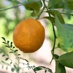 الهيئة الملكية لمحافظة العُلا تُطلق "موسم العُلا للحمضيات"