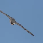 160صقرًا للملاك المحليين تتنافس على 12 كأسًا بمهرجان الملك عبدالعزيز للصقور 