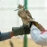 المركز الوطني لتنمية الحياة الفطرية يسلّم 13 صقرًا لنادي الصقور بعد استكمال تأهيلها في مراكز الإيواء