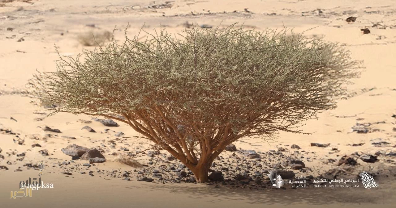 البرنامج الوطني للتشجير: السرْح والصيحان والغضَى والقسْوَر أبرز النباتات المحلية الملائمة للتشجير في نجران