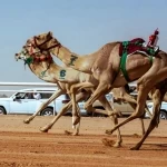 64 هجانًا وهجانة غدا في سباق "الراكب البشري" والجوائز 940 ألف ريال
