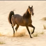 الخيل العربي يعكس عمق التراث السعودي