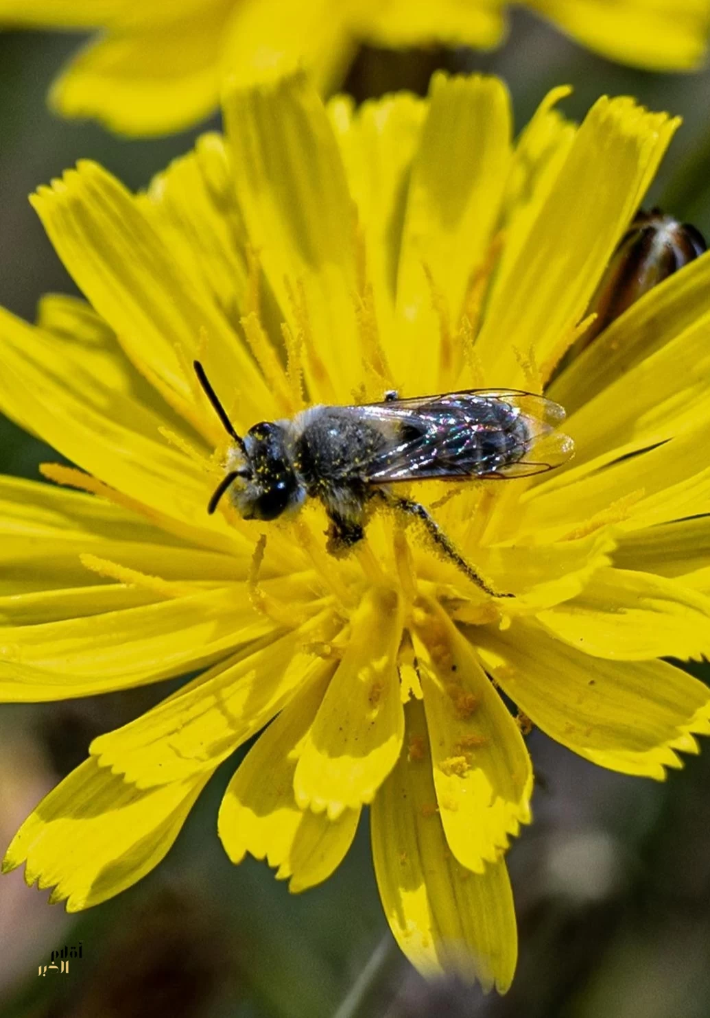 رصد نحل التعدين في الحدود الشمالية يعكس التنوع الأحيائي
